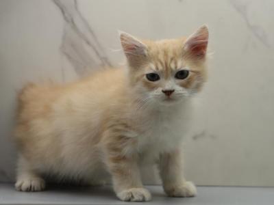 Jazz Of RomanovCats - Siberian - Gallery Photo #1