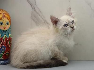 Jubilee Of RomanovCats - Siberian - Gallery Photo #1