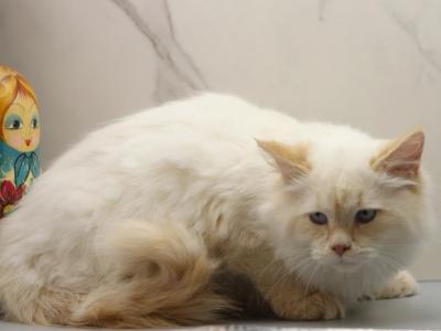 Dancer Of RomanovCats - Siberian - Gallery Photo #1