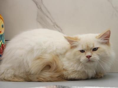 Dancer Of RomanovCats - Siberian - Gallery Photo #1