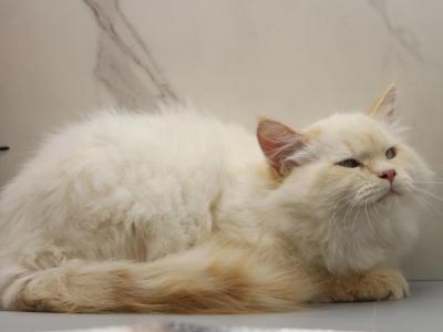 Dancer Of RomanovCats - Siberian - Gallery Photo #1