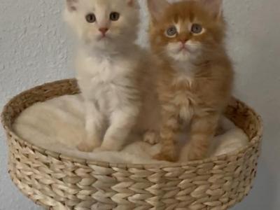 Monny - Maine Coon - Gallery Photo #1