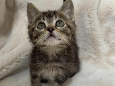 Marble - Polydactyl - Gallery Photo #1