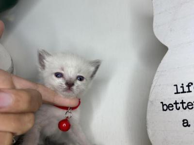 Red Collar Siamese - Siamese - Gallery Photo #1