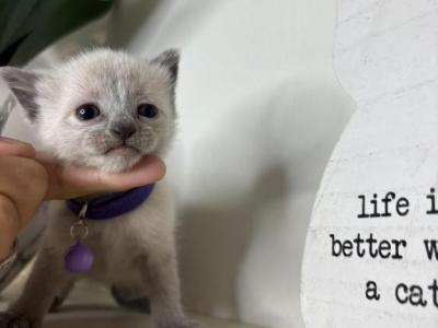 Purple Collar Siamese - Siamese - Gallery Photo #1