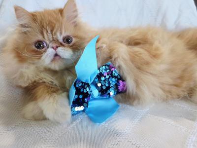 Red Bicolor Boy - Persian - Gallery Photo #1