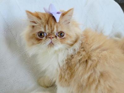 Purple Bow Girl - Persian - Gallery Photo #1