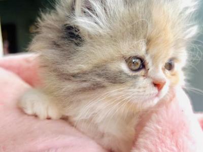 Sweet Pea - Persian - Gallery Photo #1