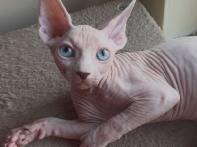 Pitbull Odd Eye Sphynx - Sphynx - Gallery Photo #1