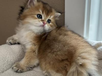 Teddy Bear Longhair Scottish Straight Male - Scottish Straight - Gallery Photo #1