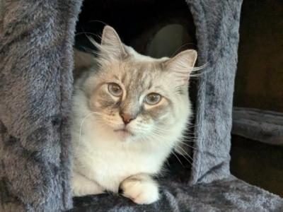 Freya - Ragdoll - Gallery Photo #1