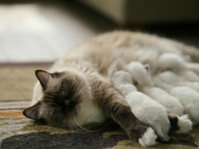 Chocolate's Litter - Ragdoll - Gallery Photo #1