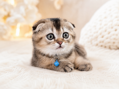 Leo - Scottish Fold - Gallery Photo #1