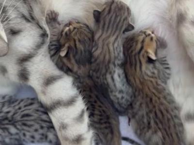 F3 SAVANNAH LITTER OF 4 - Savannah - Gallery Photo #1