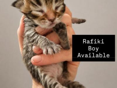 Rafiki From Lion King Litter - Siberian - Gallery Photo #1