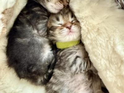 Simba From Lion King Litter - Siberian - Gallery Photo #1