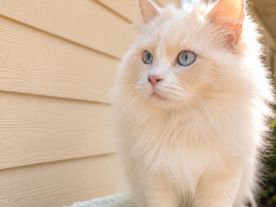 Celeste - Ragdoll - Gallery Photo #1