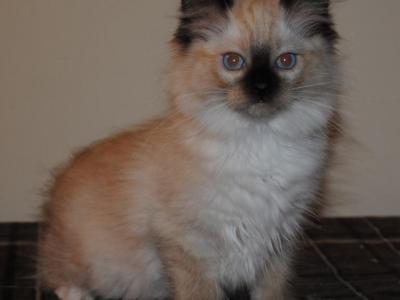 Phoebe - Ragdoll - Gallery Photo #1