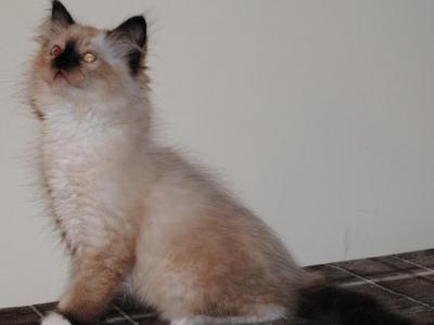 Parker - Ragdoll - Gallery Photo #1