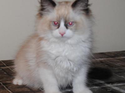 Porscha Cherubim Ragdoll - Ragdoll - Gallery Photo #1