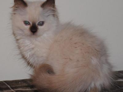 Primrose Cherubim Ragdoll - Ragdoll - Gallery Photo #1