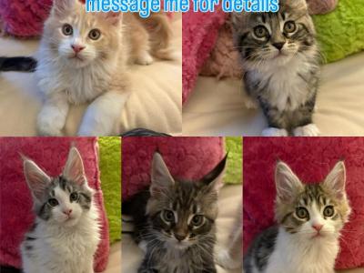 Stevie & Versace's First Litter - Maine Coon - Gallery Photo #1