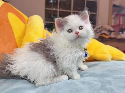 SK021 - Selkirk Rex - Gallery Photo #1