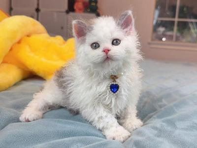 SK021 - Selkirk Rex - Gallery Photo #1