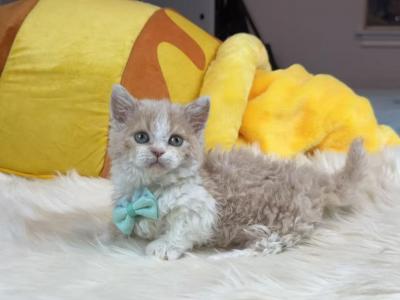 MK028 - Munchkin - Gallery Photo #1