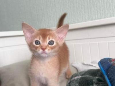 Charles - Abyssinian - Gallery Photo #1