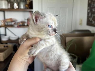 Beautiful Snow Bengal - Bengal - Gallery Photo #1