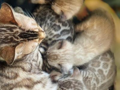 Luxury Bengal Kittens Snow & Silver Litter - Bengal - Gallery Photo #1