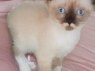 Mouse - Snowshoe - Gallery Photo #1