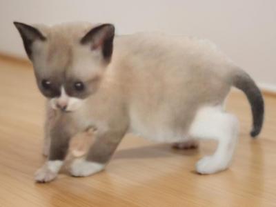 Elfin - Snowshoe - Gallery Photo #1