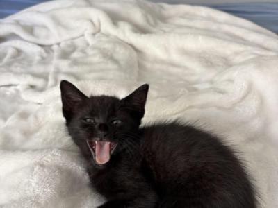 Kittens - American Shorthair - Gallery Photo #1