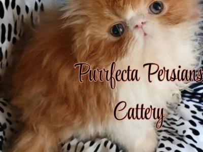 Cfa Red And White Male Persian Kitten - Persian - Gallery Photo #1