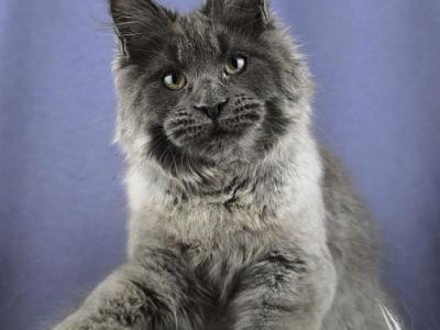 Citron - Maine Coon - Gallery Photo #1