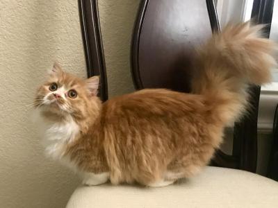 Munchkin Napoleon Orange Female - Munchkin - Gallery Photo #1