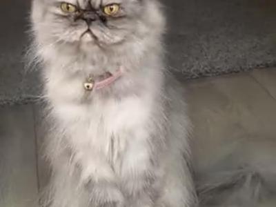Bella - Persian - Gallery Photo #1