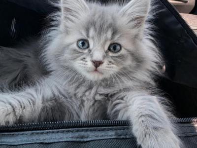 Majestic Maine Coons - Maine Coon - Gallery Photo #1
