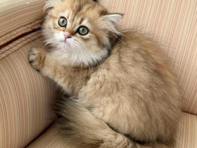 Golden British Longhair Female - British Shorthair - Gallery Photo #1