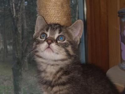 JR - Maine Coon - Gallery Photo #1