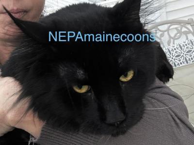 Stud Service NEPA - Domestic - Gallery Photo #1
