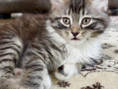 Fluffy Boy Maine Coon Mix - Maine Coon - Gallery Photo #1