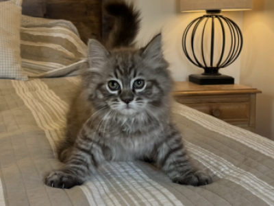 TICA Mink Ragdoll Kittens - Ragdoll - Gallery Photo #1