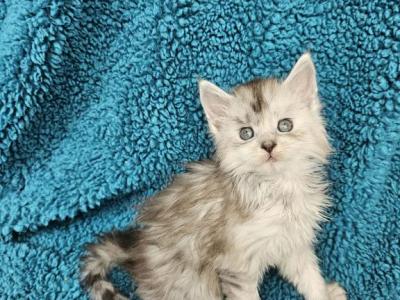 Cade - Maine Coon - Gallery Photo #1