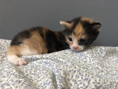 Calico - Domestic - Gallery Photo #1