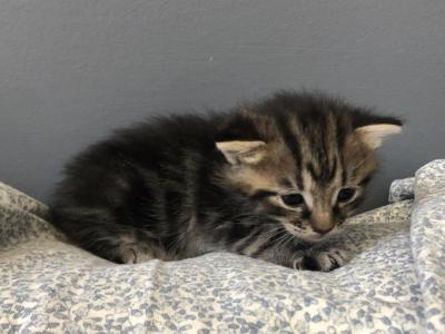 Tiger - Domestic - Gallery Photo #1