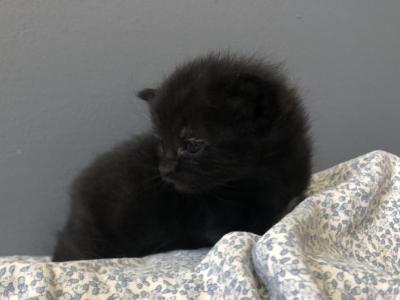 Midnight - Domestic - Gallery Photo #1