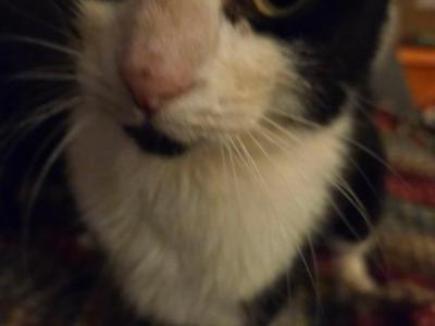 Mary & Her 3 Kittens - Domestic - Gallery Photo #1